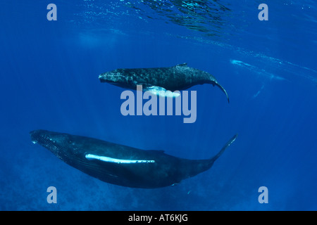 ny0162-D. Buckelwale, Impressionen Novaeangliae. Foto Copyright Brandon Cole Stockfoto