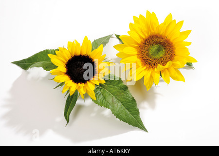 Sonnenblumen (Helianthus), Nahaufnahme Stockfoto