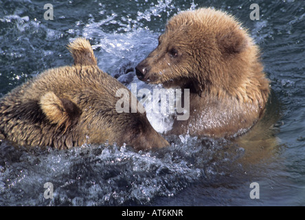 Stock Foto eines Alaskan Braunbär Sau und Cub spielen im Wasser, Katmai Nationalpark, Alaska. Stockfoto