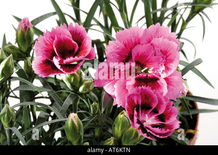 Rosa Nelken, Nahaufnahme Stockfoto