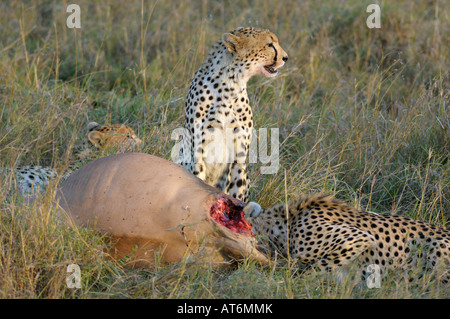 Geparden in ein Topi töten bei Sonnenuntergang, Masai Mara, Kenia Stockfoto