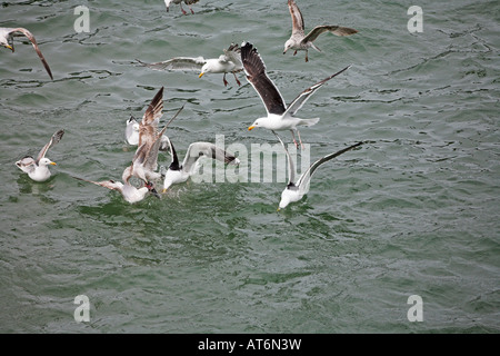 Große schwarze unterstützte Möve Larus Fuscus und Silbermöwen Larus Argentatus kämpfen für Essen Le Havre Hafen Normandie Frankreich Stockfoto