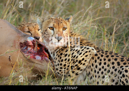 Geparden in ein Topi töten bei Sonnenuntergang, Masai Mara, Kenia Stockfoto