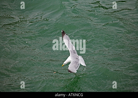 Silbermöwen Larus Argentatus Landung auf dem Meer Le Havre Hafen Normandie Frankreich Stockfoto