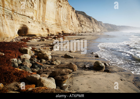 Cliff Felsenküste mit Algen Torrey Pines State Reserve, San Diego County, Kalifornien, USA Stockfoto