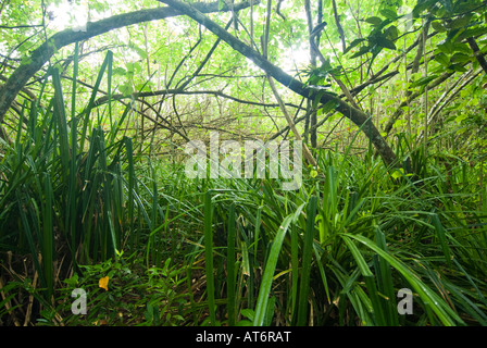 Feuchtgebiete Mangroven trail Samoa Upolu Südküste in der Nähe von SAANAPU Saanapu-Sataoa Mangrove Conservation Area Stockfoto