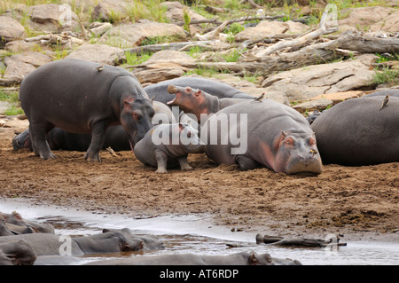 Nilpferd, einem aggressiven Nilpferd schlägt und beißt eine Hippo Cub, Talek River, Masai Mara, Kenia Stockfoto