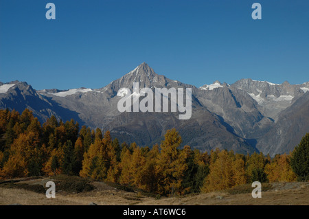 Mount Bietschhorns im Berner Alpen von Süden aus herbstlichen Lärchen Moosalp Kanton Valais Wallis Schweiz gesehen Stockfoto