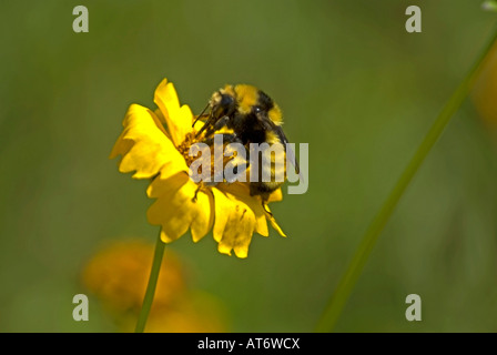 Goldene nördlichen Bumblebee Bombus Fervidus auf Coreopsis Blüte Stockfoto