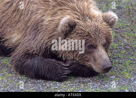 Stock Foto von einem Braunbären ruhen, Katmai Nationalpark, Alaska. Stockfoto