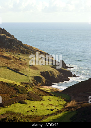 Blick hinunter auf das Tal, um Die Mill Cove mit Rindern auf dem Vorland zu Erfreuen. South Hams, Devon, Großbritannien Stockfoto