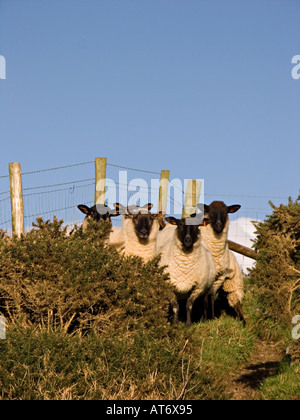 Eine Schafherde, die von Spaziergängern überrascht und in der Ecke eines Feldes an der Küste von South Devon zusammengehudert wurde Stockfoto