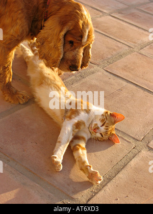 Cocker Spaniel spielt mit einem Ingwer und weißen kater. Andalusien, Spanien Stockfoto