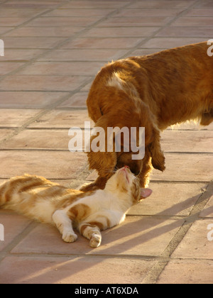 Cocker Spaniel spielt mit einem Ingwer und weißen kater. Andalusien, Spanien Stockfoto