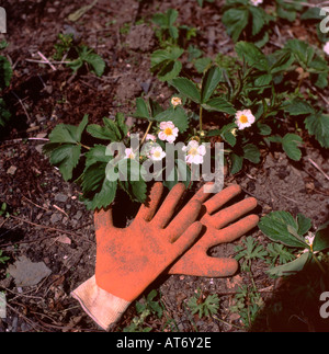 Eine orange Paar Gartenhandschuhe liegen auf einem Garten in einer Erdbeereflecken mit weißen Blüten Wales UK KATHY DEWITT Stockfoto