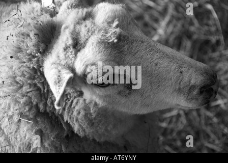 Ein Sheeps Head in der Nahaufnahme wurde in einer Scheune in der Region Limousin in Frankreich übernommen. Stockfoto