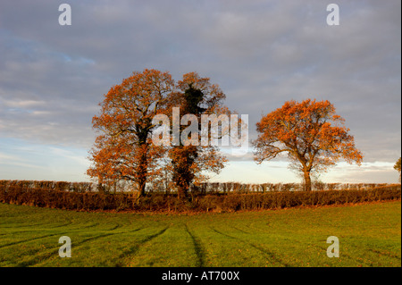 Englisch Eiche Bäume im Herbst Stockfoto