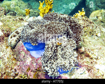 Anemonenfisch in blauen herrliche Seeanemone, Heteractis magnifica Stockfoto