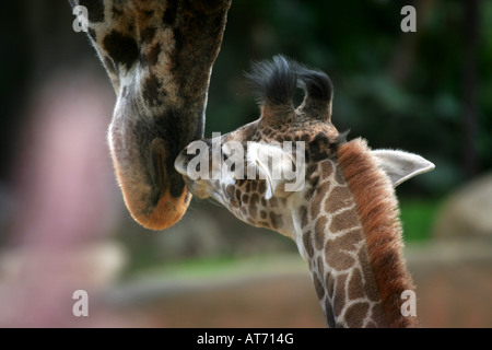 Eine Mutter und Baby Giraffe beschnuppern zusammen Stockfoto