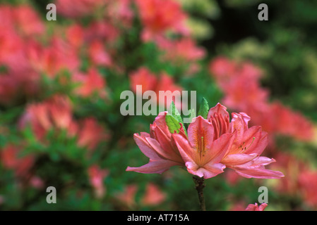 Azalea Blumen Norfolk England Stockfoto