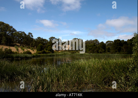 Feuchtgebiet in Montalto Weinberg und Olive Grove (Mornington-Halbinsel in der Nähe von Melbourne, Victoria) Stockfoto