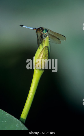 Blaue Dasher Pachydiplax Longipennis männlich auf amerikanische Lotusblume Schweißer Wildlife Refuge Sinton Texas USA Juni 2005 Stockfoto