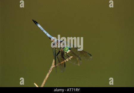 Blaue Dasher Pachydiplax Longipennis männlichen thront Schweißer Wildlife Refuge Sinton Texas USA Juni 2005 Stockfoto