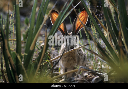 Schwarz-angebundene Jackrabbit Lepus Californicus Erwachsene und Yucca Big Bend Nationalpark Texas USA April 2001 Stockfoto