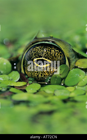 Ochsenfrosch Rana Catesbeiana Erwachsenen in Wasserlinsen getarnt Schweißer Wildlife Refuge Sinton Texas USA Mai 2005 Stockfoto