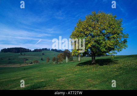 Gemeinsamen Esche Fraxinus Excelsior Herbstfarben mit Birken im Hintergrund Oberaegeri Schweiz Oktober 1995 Stockfoto