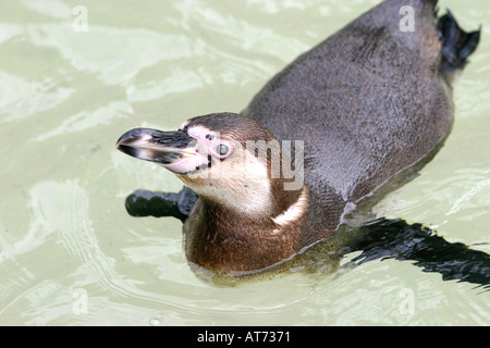 Humboldt-Pinguin in einem Pool schwimmen Stockfoto