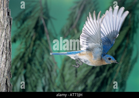 Östlichen Bluebird Sialia Sialis Männchen im Flug Willacy County Rio Grande Valley Texas USA April 2004 Stockfoto