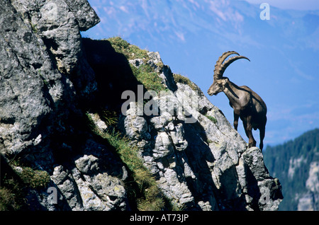 Alpine Steinbock Capra Ibex Ibex männlichen Blick vom Niederhorn-Interlaken Schweiz August 1998 Stockfoto