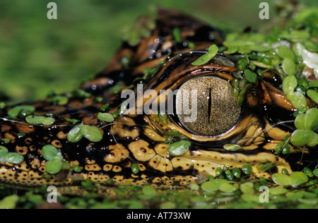 Amerikanischer Alligator Alligator Mississipiensis jung in Wasserlinsen getarnt Schweißer Wildlife Refuge Sinton Texas USA Stockfoto