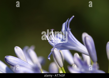 Agapanthus Praecox Blumen mit hellblau bis lila Blüten Stockfoto