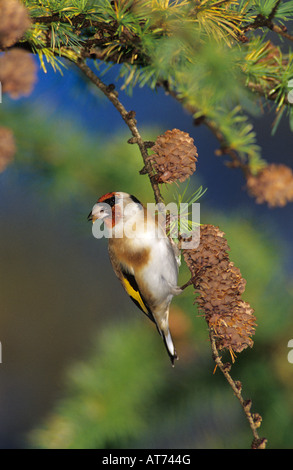 Europäische Goldfinch Zuchtjahr Zuchtjahr Erwachsenen Essen am Zapfen der europäischen Lärche Larix Decidua Unteraegeri Schweiz Stockfoto