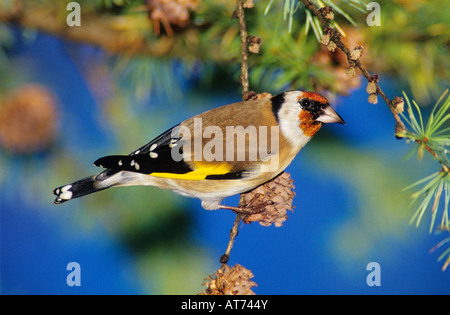 Europäische Goldfinch Zuchtjahr Zuchtjahr Erwachsenen Essen am Zapfen der europäischen Lärche Larix Decidua Unteraegeri Schweiz Stockfoto
