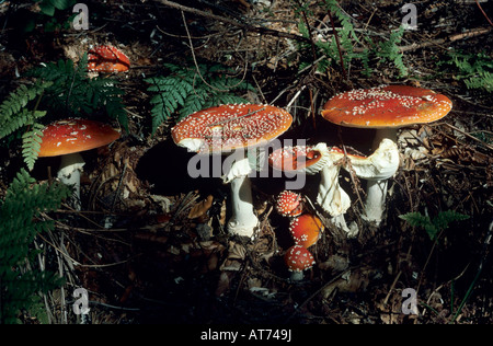 Fliegenpilz Pilz Amanita Muscaria Pilz Oberaegeri Schweiz September 1995 Stockfoto