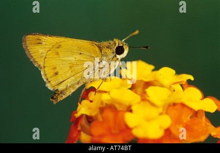 Feurige Skipper Hylephila Phyleus Erwachsene auf Texas Lantana Wandelröschen Urticoides Willacy County Rio Grande Valley, Texas USA Stockfoto