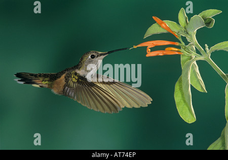 Breit-tailed Kolibri Selasphorus Platycercus weiblich Fütterung auf mexikanisch Geißblatt Miller Canyon Arizona USA Stockfoto