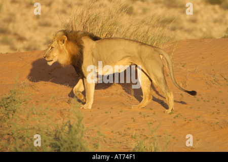 Lion schwarze Mähne Löwe stock Fotografie Stockfoto