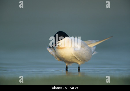 Möwe-billed Tern Sterna Nilotica Erwachsener mit Fisch Schweißer Wildlife Refuge Sinton Texas USA Juni 2005 Stockfoto