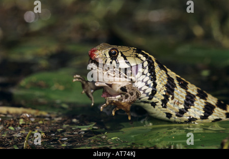 Karierte Garter Snake Thamnophis Marcianus Marcianus Erwachsenen Essen Leopard Frog Lake Corpus Christi Texas USA April 2003 Stockfoto