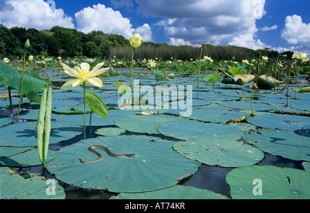 Karierte Garter Snake Thamnophis Marcianus Marcianus Erwachsenen Sonnen am amerikanischen Lotus Sinton Texas USA Stockfoto