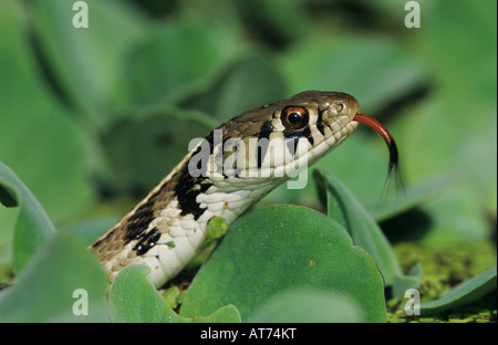 Karierte Garter Snake Thamnophis Marcianus Marcianus Erwachsenen Lake Corpus Christi Texas USA April 2003 Stockfoto