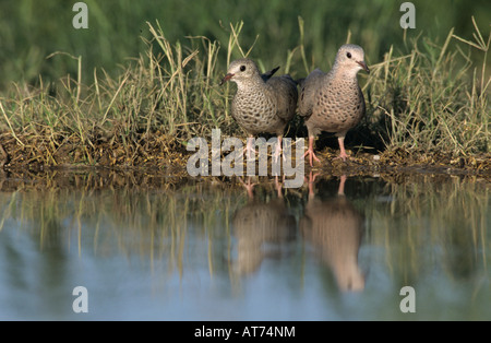 Gemeinsamkeiten-Taube Columbina Passerina koppeln trinken Starr County Rio Grande Valley, Texas USA April 2002 Stockfoto