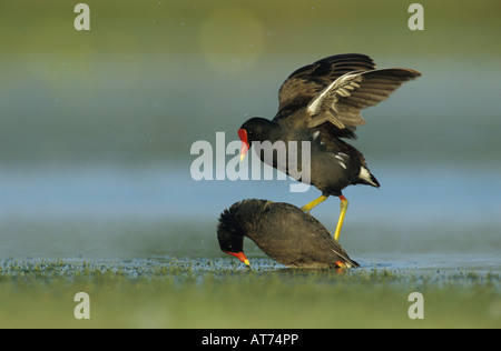 Gemeinsamen Moorhen Gallinula Chloropus koppeln Paarung Schweißer Wildlife Refuge Sinton Texas USA Mai 2005 Stockfoto