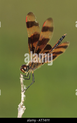 Halloween-Wimpel Celithemis Eponina männlichen The Inn at Chachalaca Bend Cameron County Rio Grande Valley Texas USA Mai 2004 Stockfoto