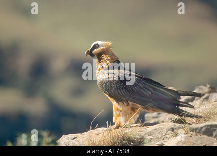 Bartgeier sitzen auf Rock Ledge sollten barbatus Stockfoto