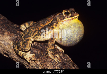 Gulf Coast Kröte Bufo Valliceps männlich anlaufenden Nacht Willacy County Rio Grande Valley Texas USA Mai 2004 Stockfoto